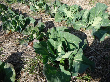 草とともに育つ野菜