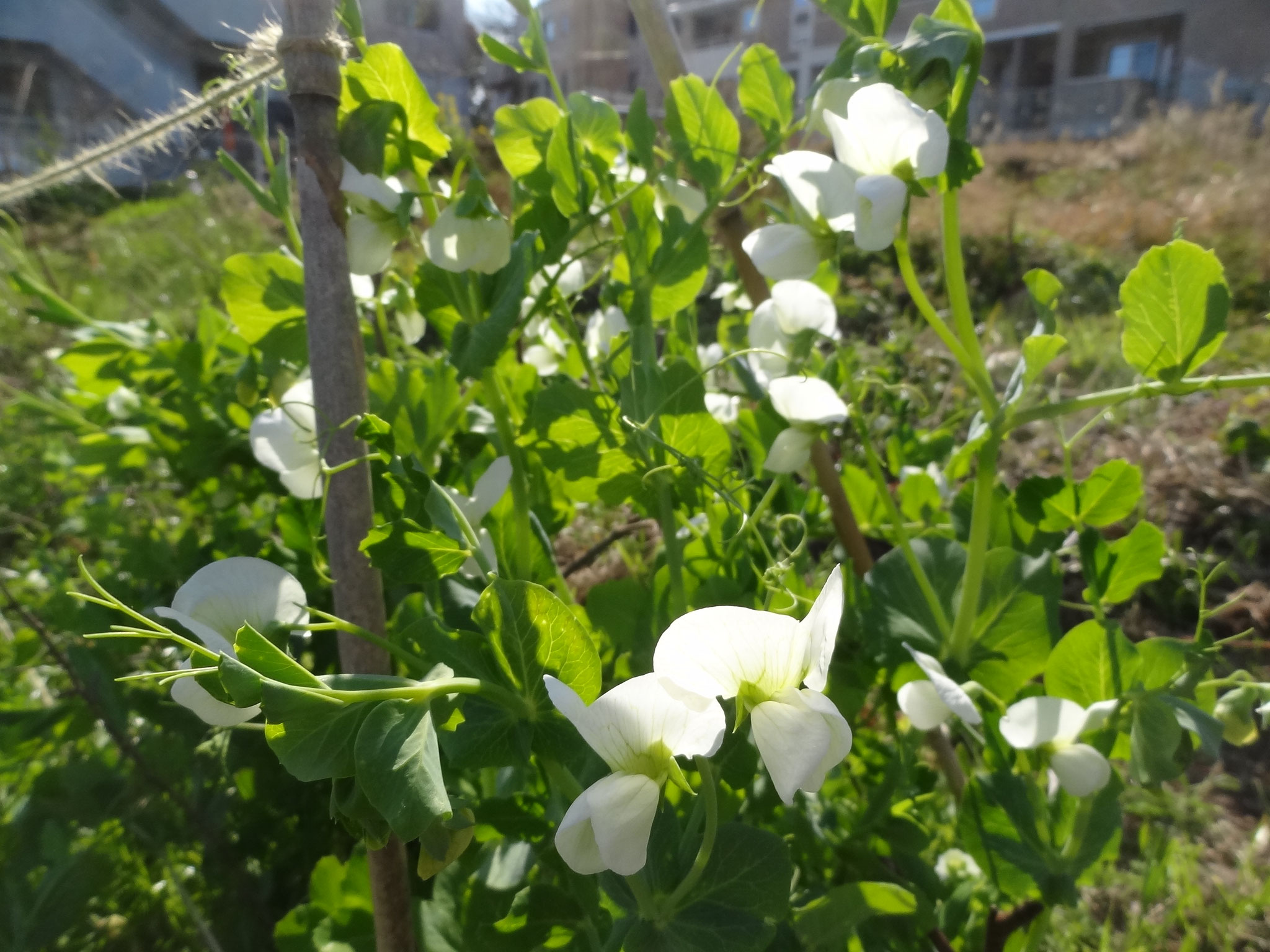 自然農で育つそら豆の花