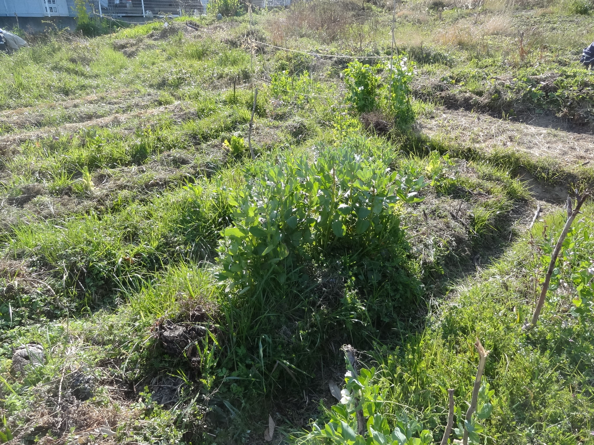 耕されていない自然農の畑