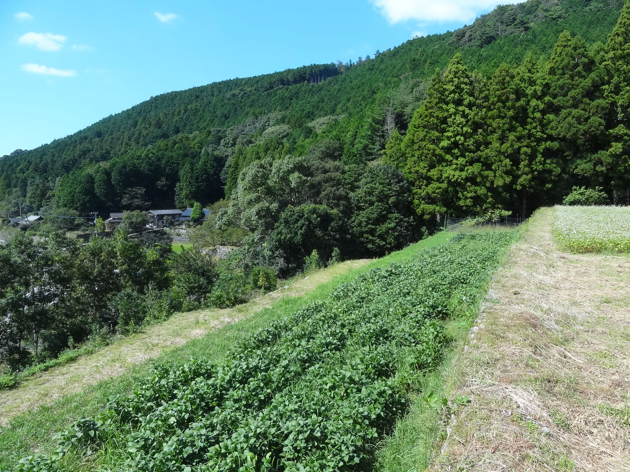 松山の里山の畑