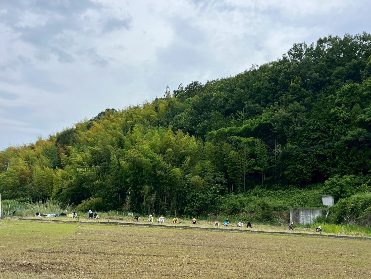 田植え